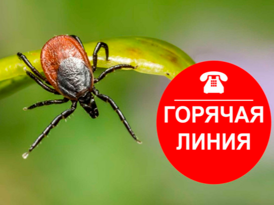 "Горячая линия» по вопросам профилактики клещевого энцефалита и других инфекций, передающихся клещами.